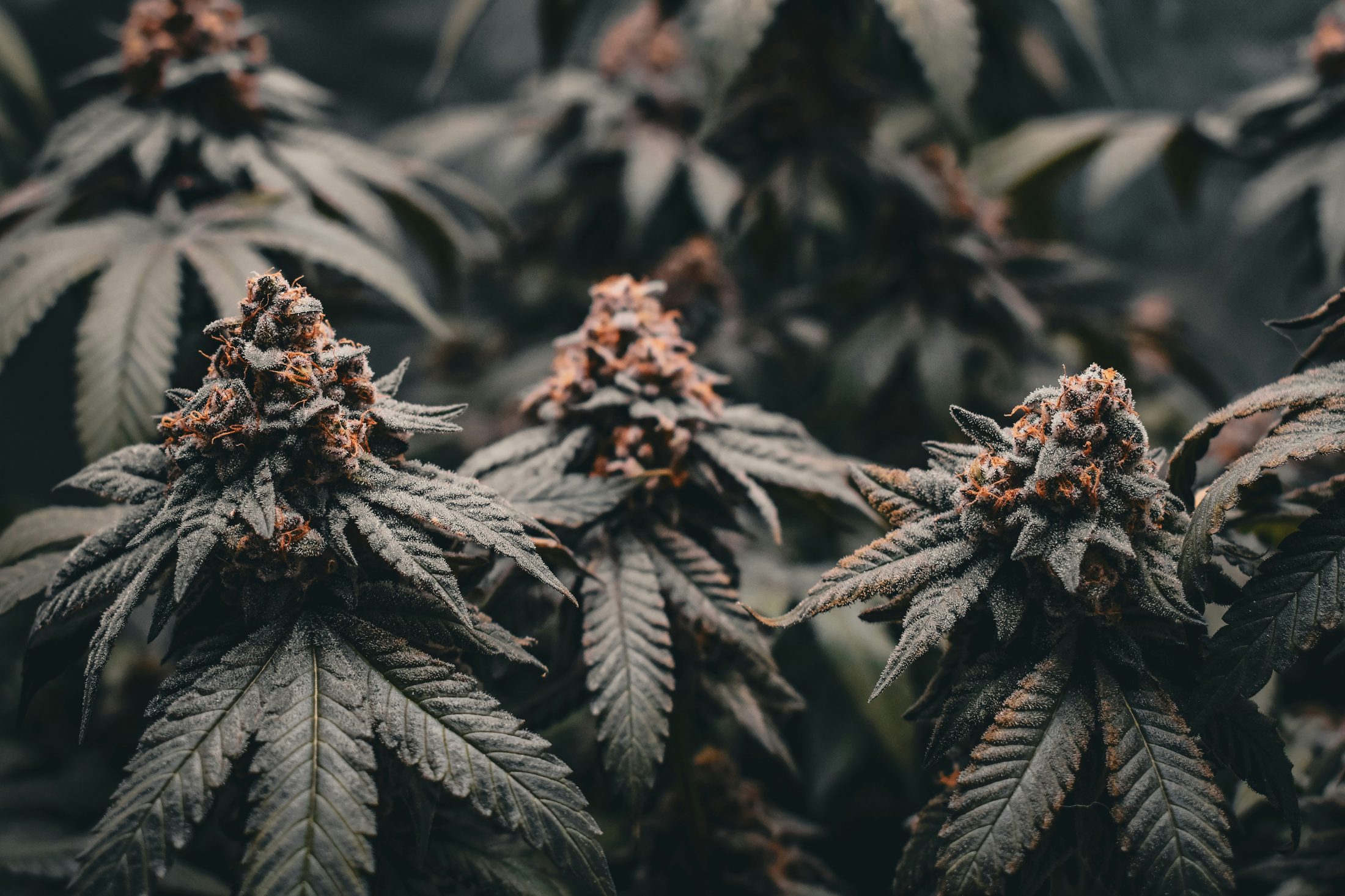 Cannabis-Pflanzen (Symbolbild)